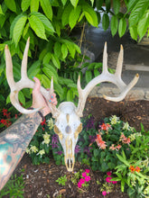 Load image into Gallery viewer, Golden Detailed 8-point Buck Deer Skull
