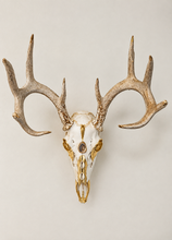 Load image into Gallery viewer, Golden Detailed 8-point Buck Deer Skull
