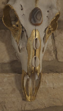 Load and play video in Gallery viewer, Golden Detailed 8-point Buck Deer Skull
